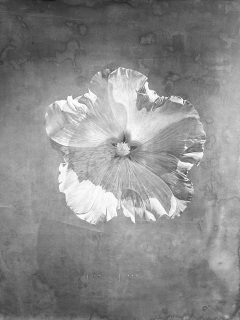 Lucía Balbontín • Malva grafito