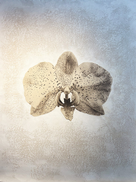 Lucía Balbontín • Orquídea pecosa