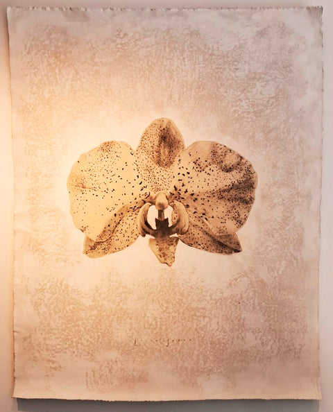 Lucía Balbontín • Orquídea pecosa