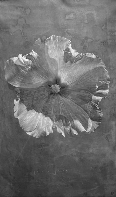 Lucía Balbontín • Malva grafito