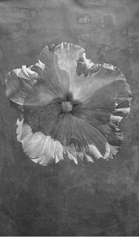 Lucía Balbontín • Malva grafito