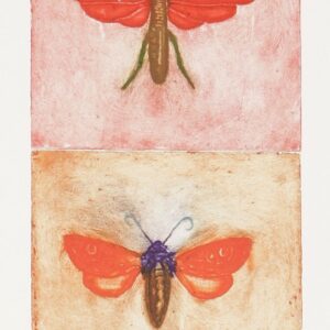 Jorge Lankin • Insectos